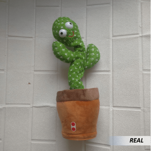 Cactus Bailarín - Imagen 2
